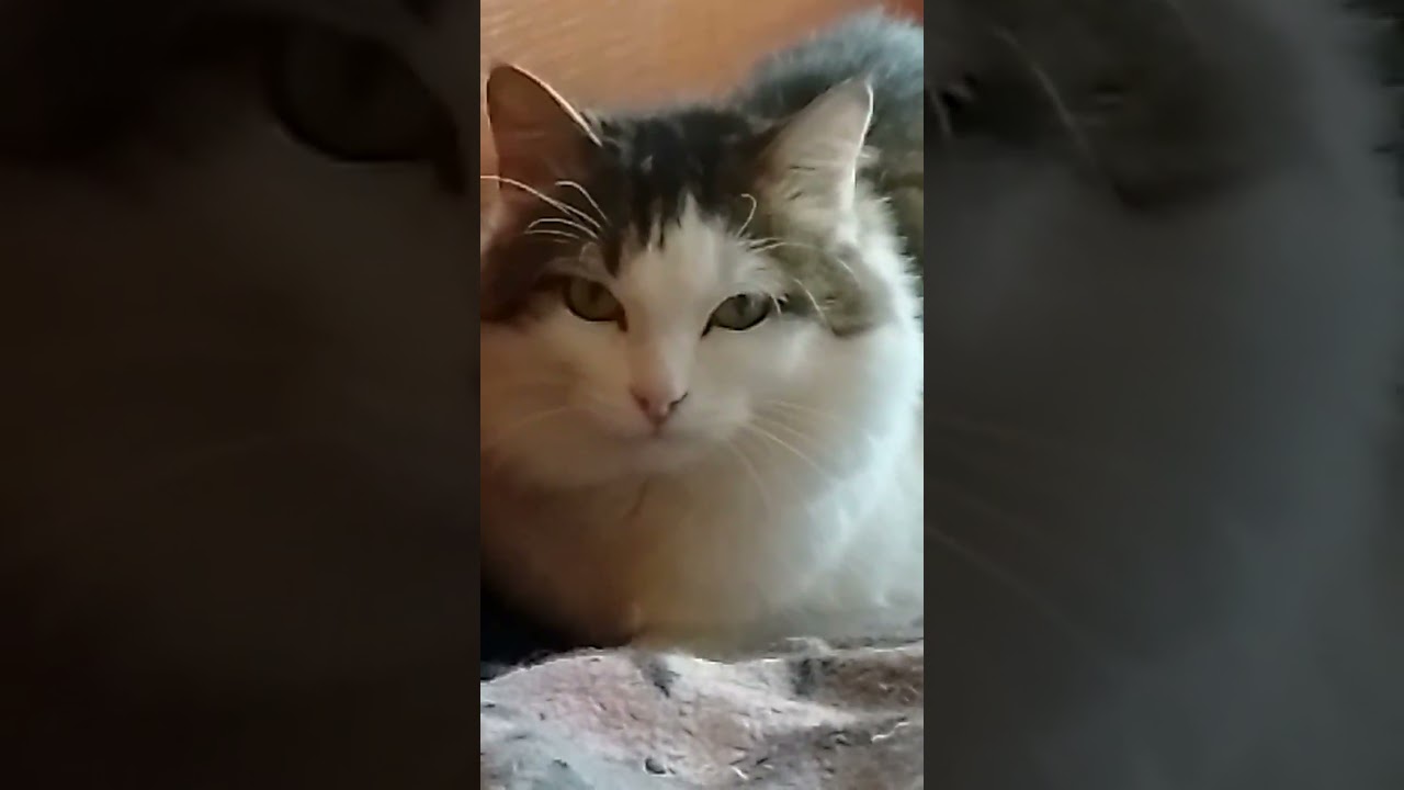 #pets #cats #catlovers #cat #видосыоткота #кот #коткомпот #веселыекоты #юмор #прикольныекоты