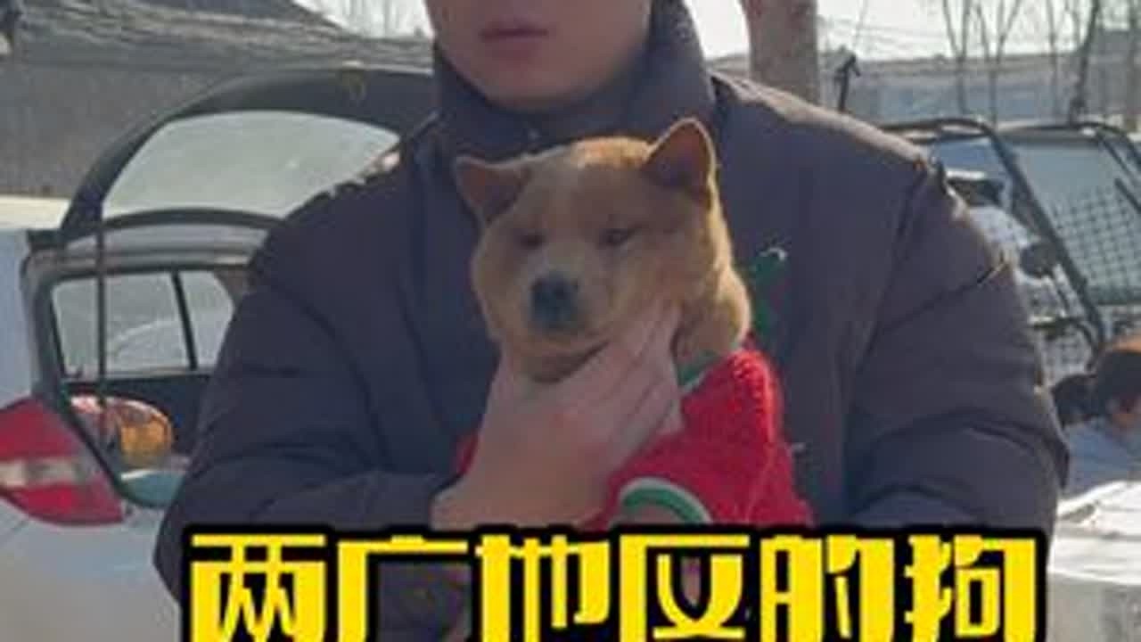 两广地区的狗市价钱到底怎么样 #狗狗 #萌宠出道计划 #中华田园犬 #五黑 #土松
