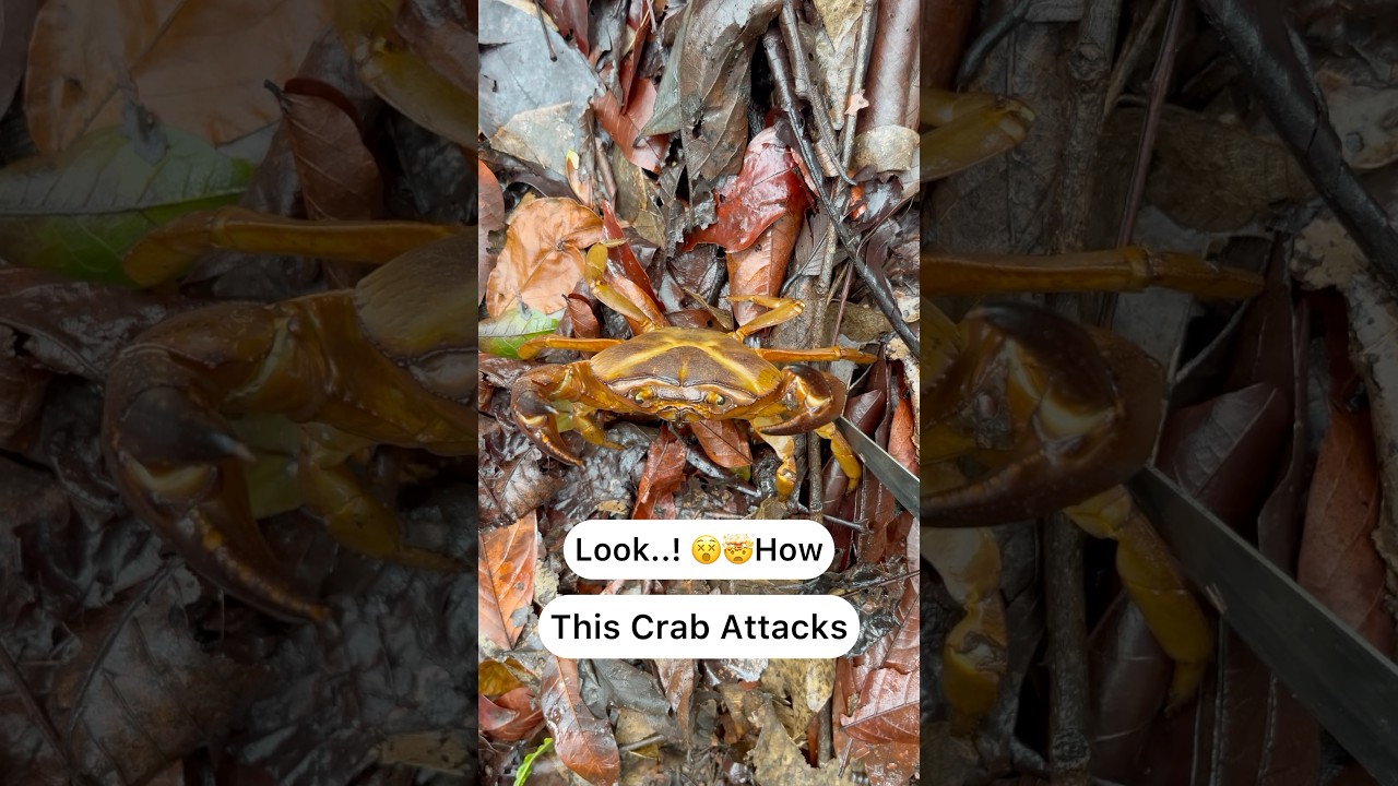 Jungle Crab Attack 🤯🦀 Dangerous&hellip;!