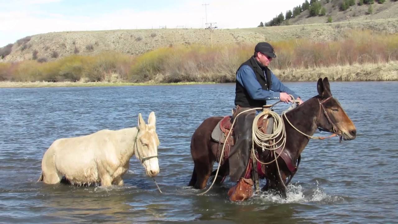 Whitehorse Mules For Sale, Francine