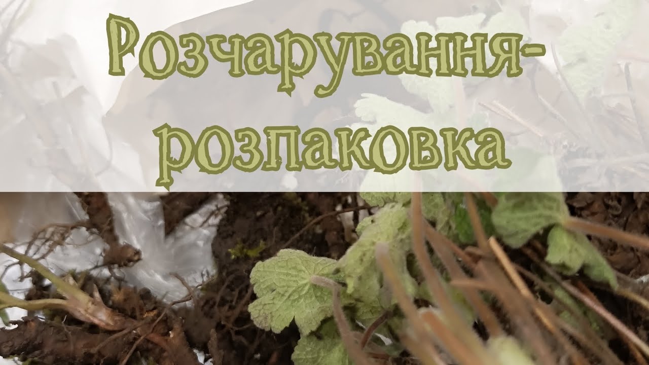 Розпаковка- розчарування