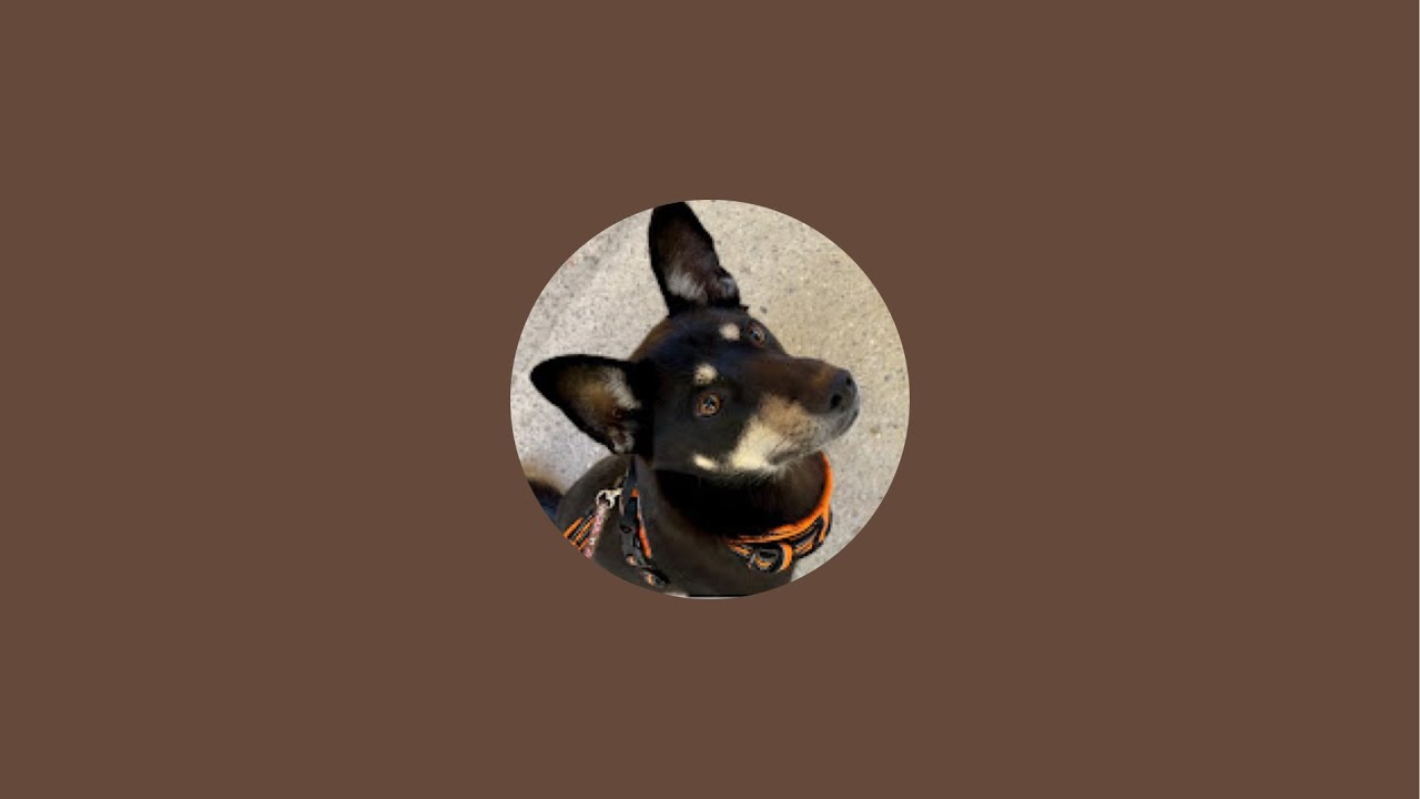 2/28(土)20時〜本編開始🐶子犬たちのお名前付けライブ💖そして里親募集の進捗‼️最新の情報