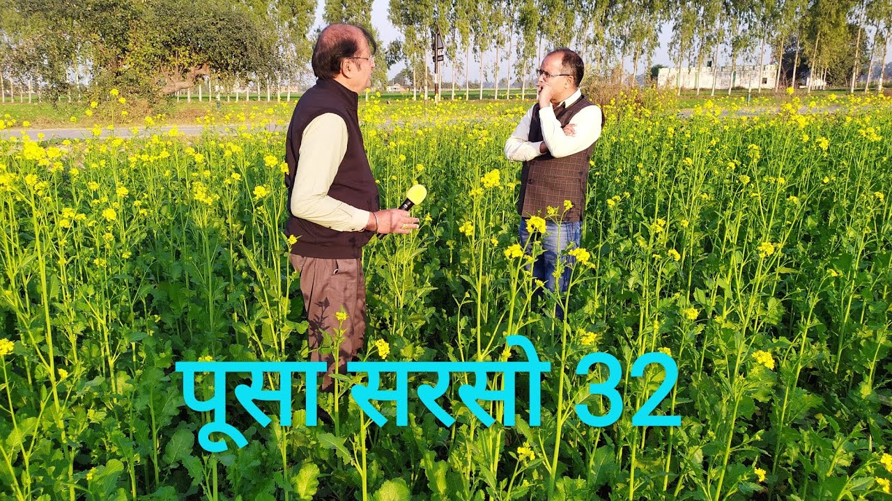 पूसा सरसों - 32 की खेती  60 दिन की फसल