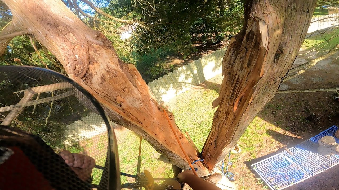 Removing a FAILED cedar