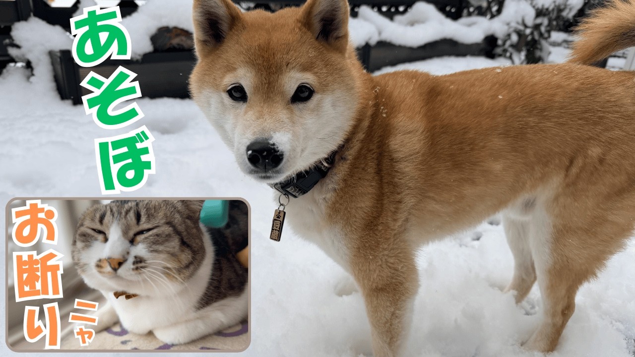 柴犬が雪を好きになった日。窓際の元野良猫は今日もぬくぬく平和です。