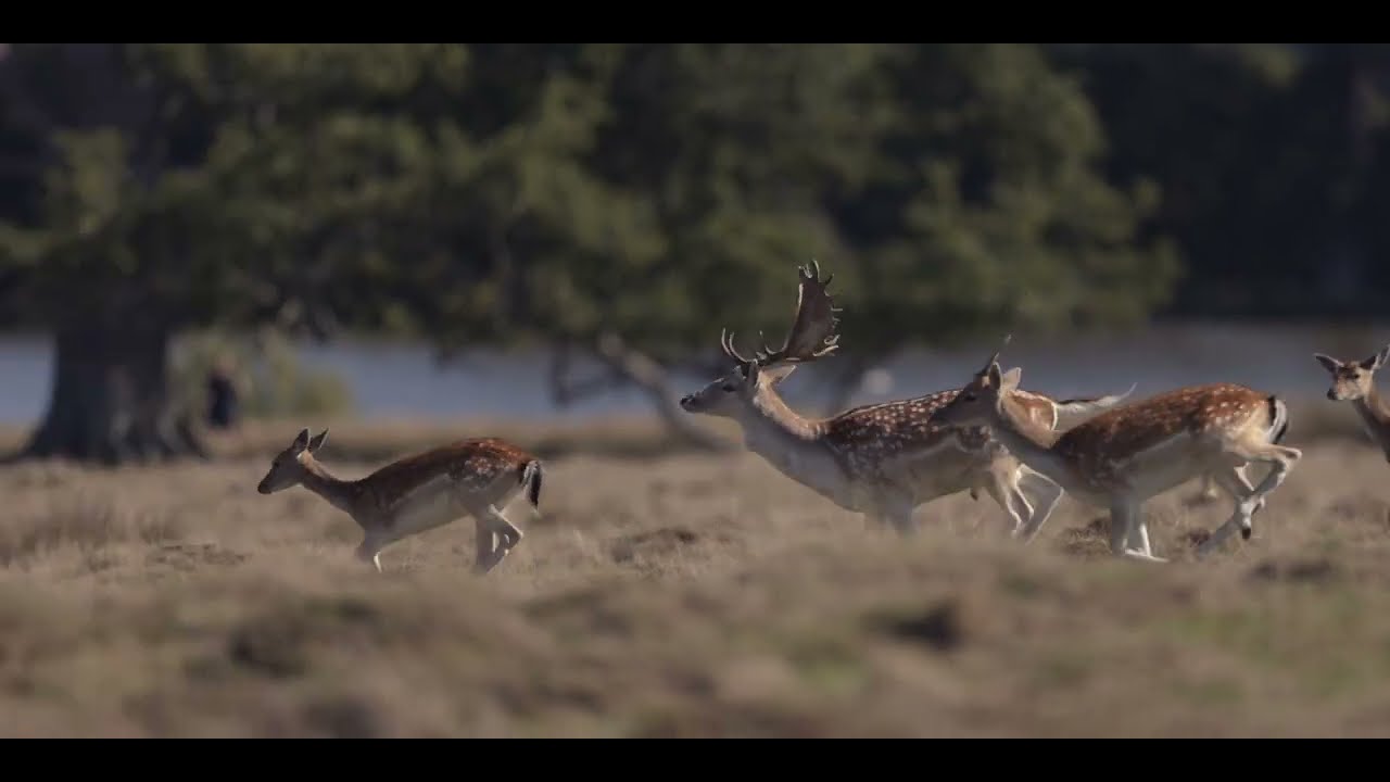 Petworth Park Deer September 2025