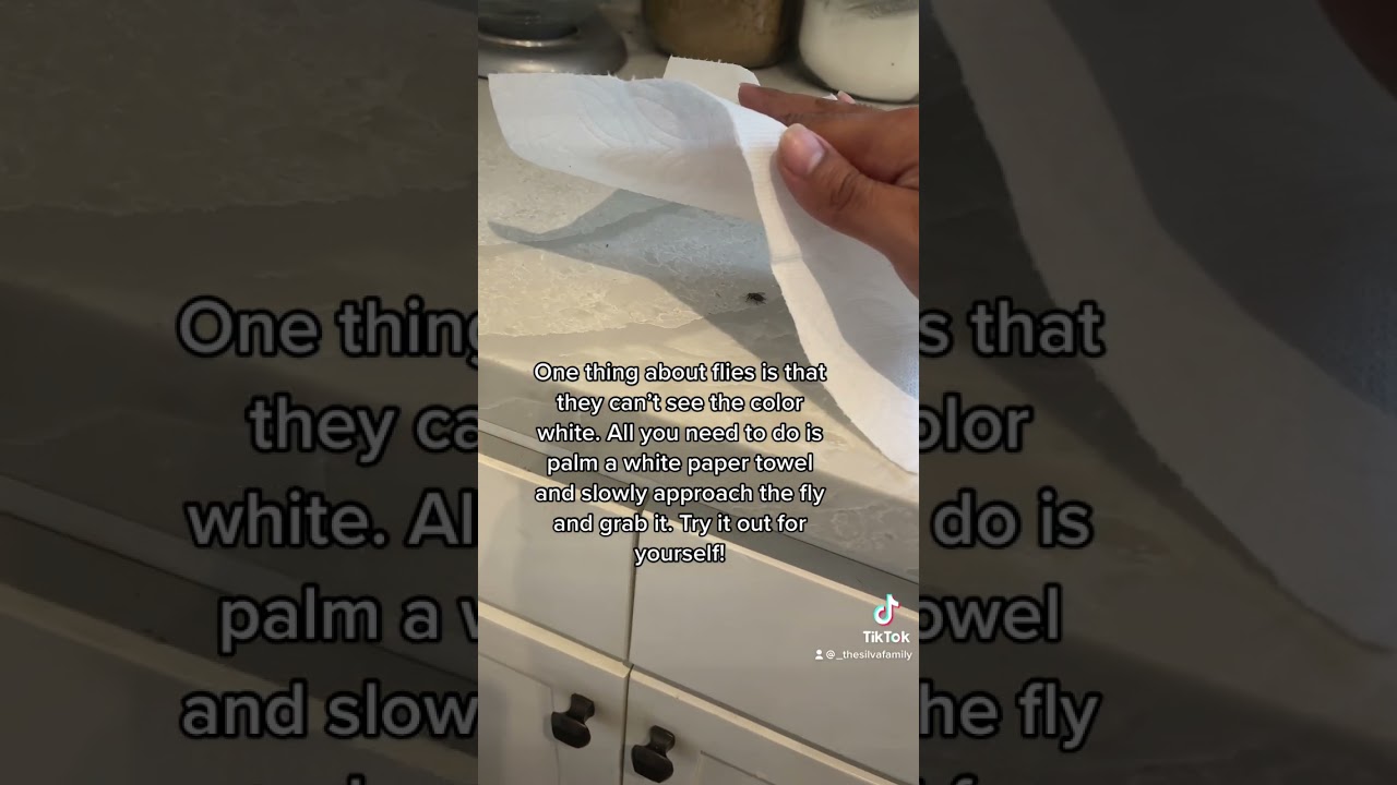 How to catch Flies the easy way #flies #hacks #lifehack #flycatcher #fly #housefly