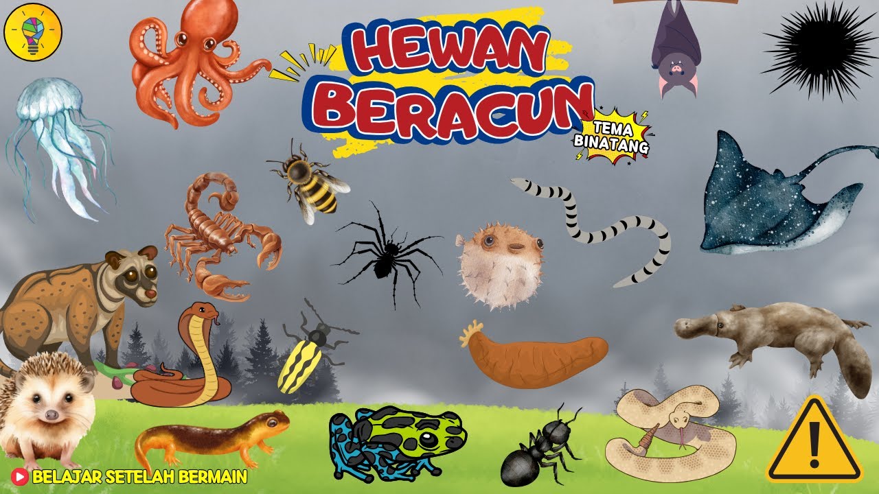 Mengenal Hewan Hewan Beracun - Belajar Setelah Bermain
