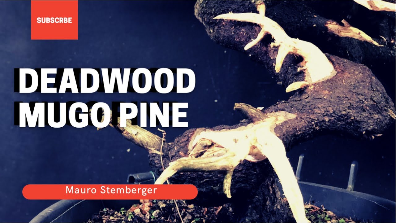 Deadwood - Mugo Pine