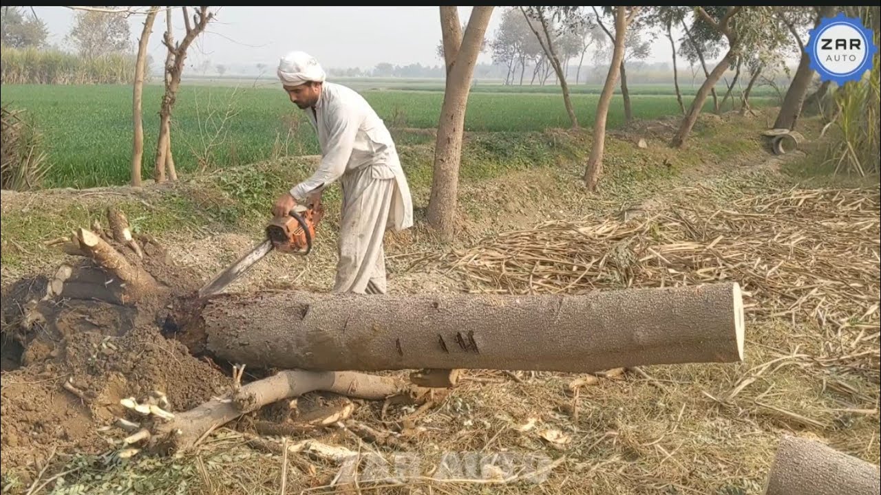 Extreme Dangerous Fastest Big Chainsaw Cutting Tree Machines | Monster Stump Removal Excavator