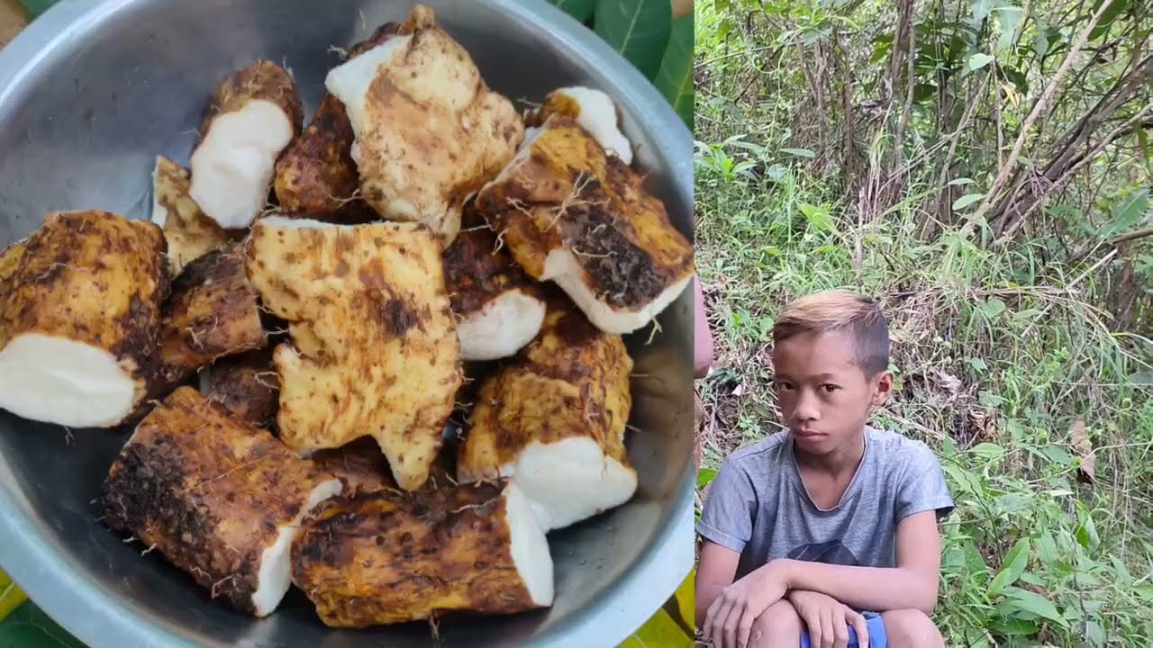 Wild Yam (Kamangeg/Banayan)