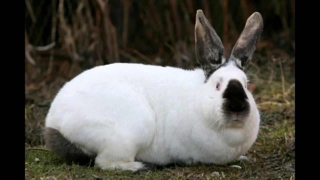 Uriasul de Transilvania iepurele 100% romanesc