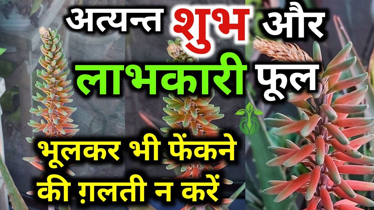 कभी न फेंकें ये फूल. Aloe vera plant flower.Aloe vera plant.Aloe Vera Flower.Benefits of Aloevera.
