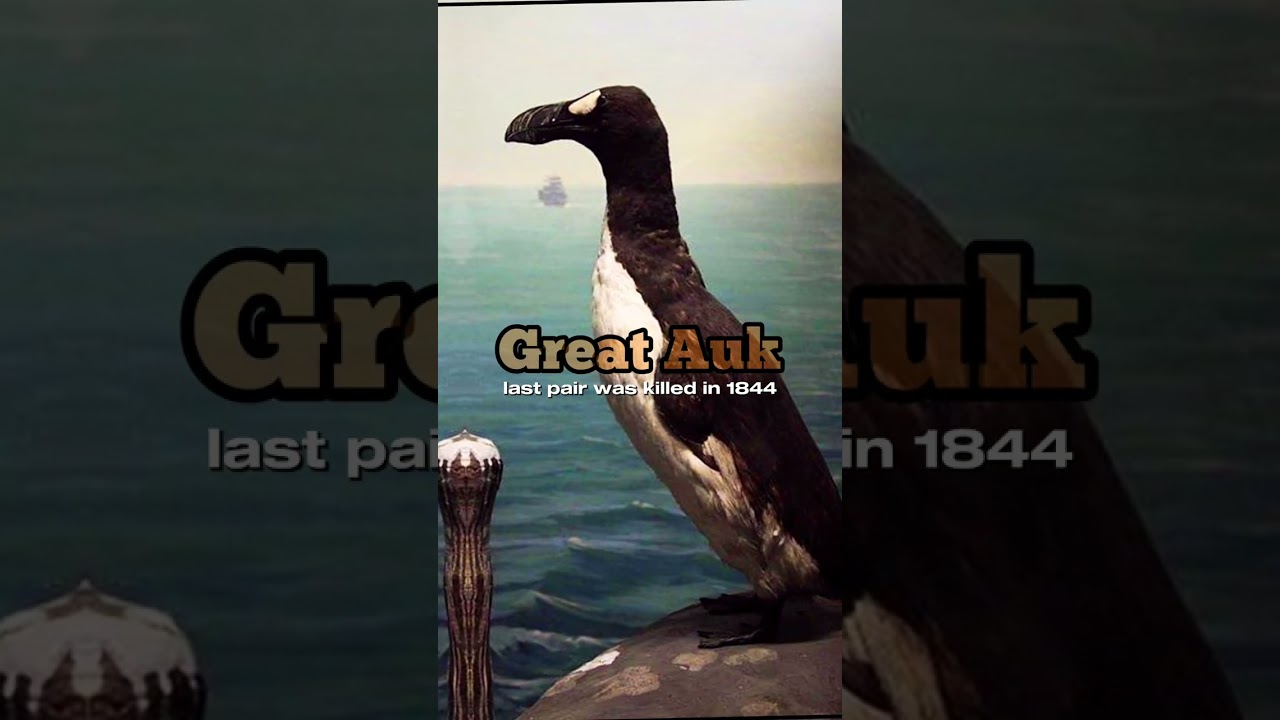 10 Animals That Have Gone Extinct 🦕🌍 (Red List)