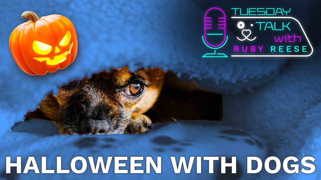 Halloween with Dogs