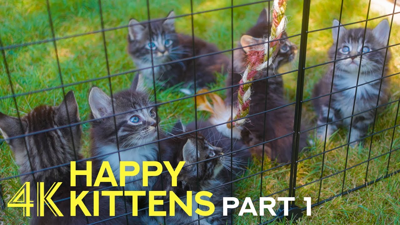 Adorable Kittens Playing in Nature - 4К Kitten Therapy - Part 1