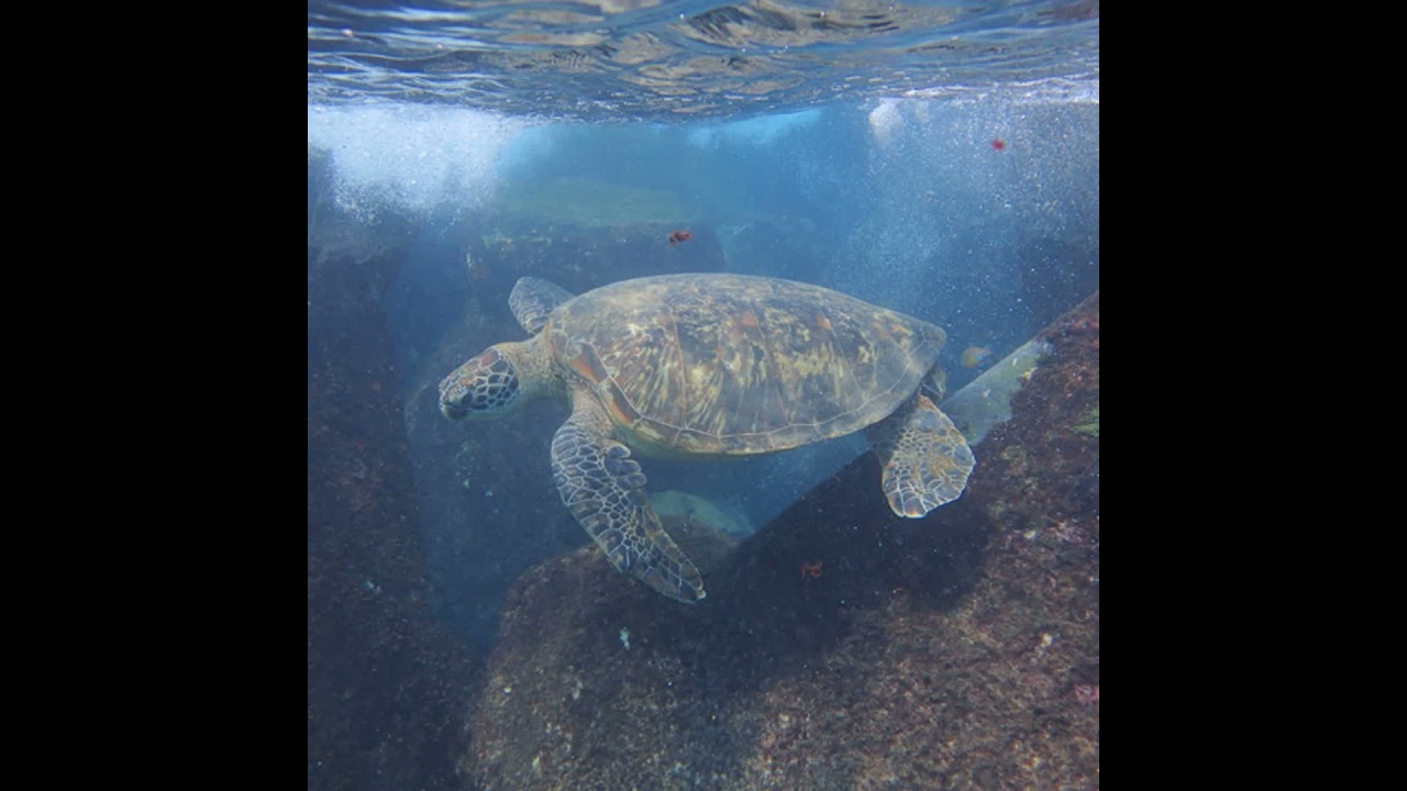 小故事談生態63-一個海龜比野狗多的島嶼（小琉球的海灘貨幣與琉行杯）