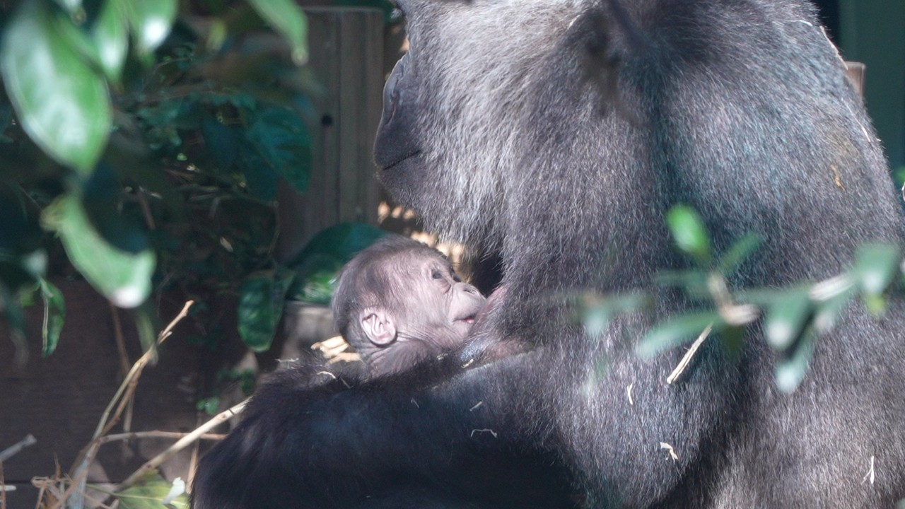 Солнечное спокойствие: трогательный момент сна мамы гориллы и ее малыша. Gorillas family / ape