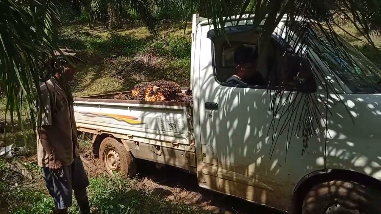Muat buah babon lgi di Ahir bulan ramadhan, dengan mobil pikap #kebunsawitchannel