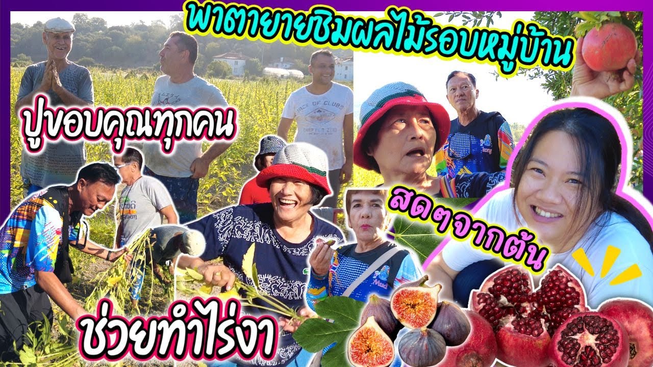 EP381 พาพ่อแม่แก๊งสว.ไปทำงานที่ไร่งาพ่อสามีตุรกี งานนี้ได้ชิมผลไม้สดๆนานาชนิดรอบหมู่บ้าน