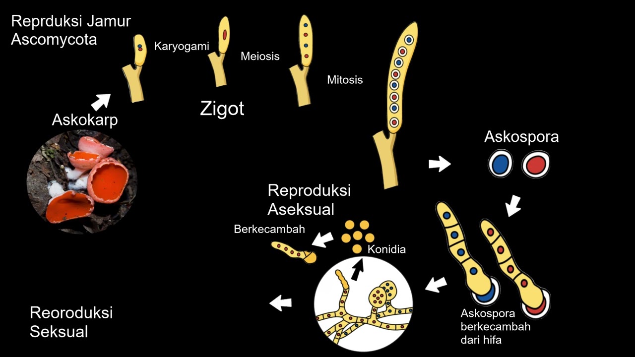 Fungi Jenis Jamur Ascomycota