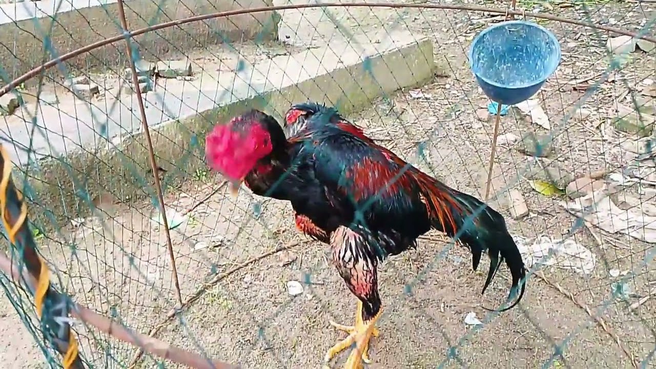 MANFAAT MENJEMUR AYAM AGAR NAPAS AYAM BAGUS SAAT DI ADU