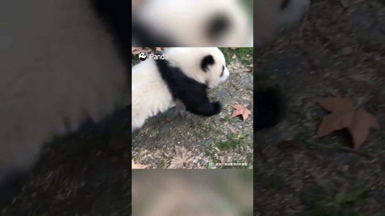 Look! There Is A Bunny. Ah, No, I Suppose It&rsquo;s A Panda Hopping Like A Bunny | iPanda #shorts