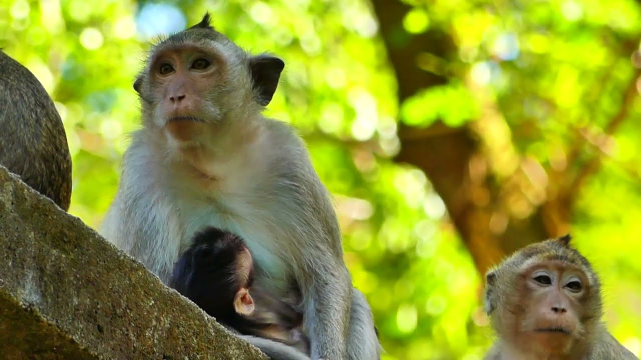 cutest baby monkey / cute monkey compilation