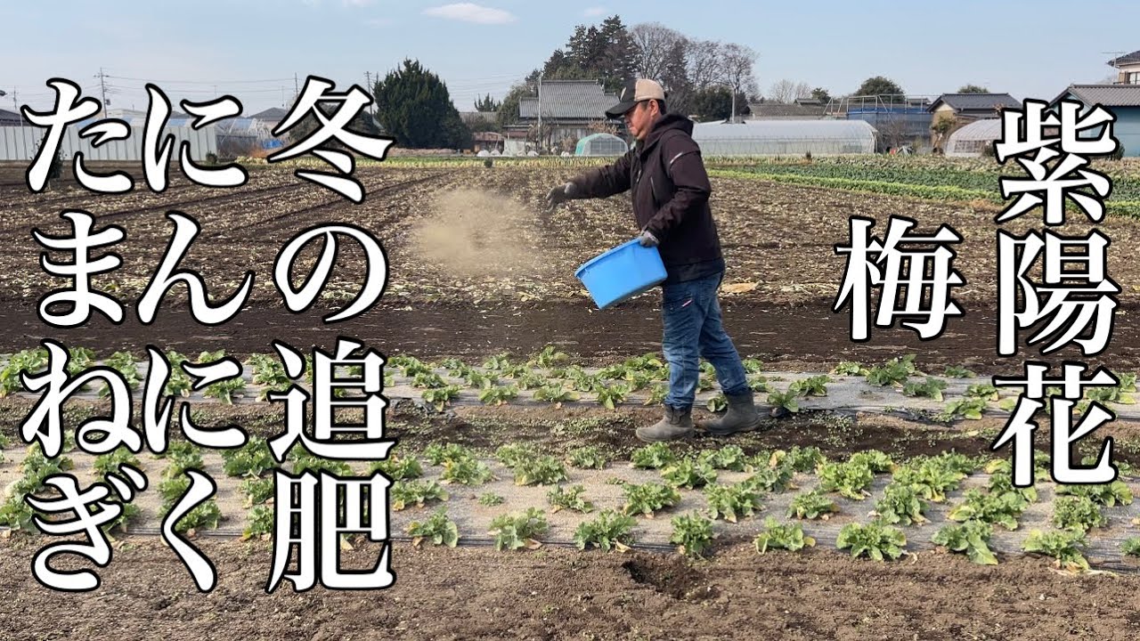 色んな植物に使える籾殻くん炭ボカシの使い方・冬の追肥は上からまくだけで便利　23/1/28
