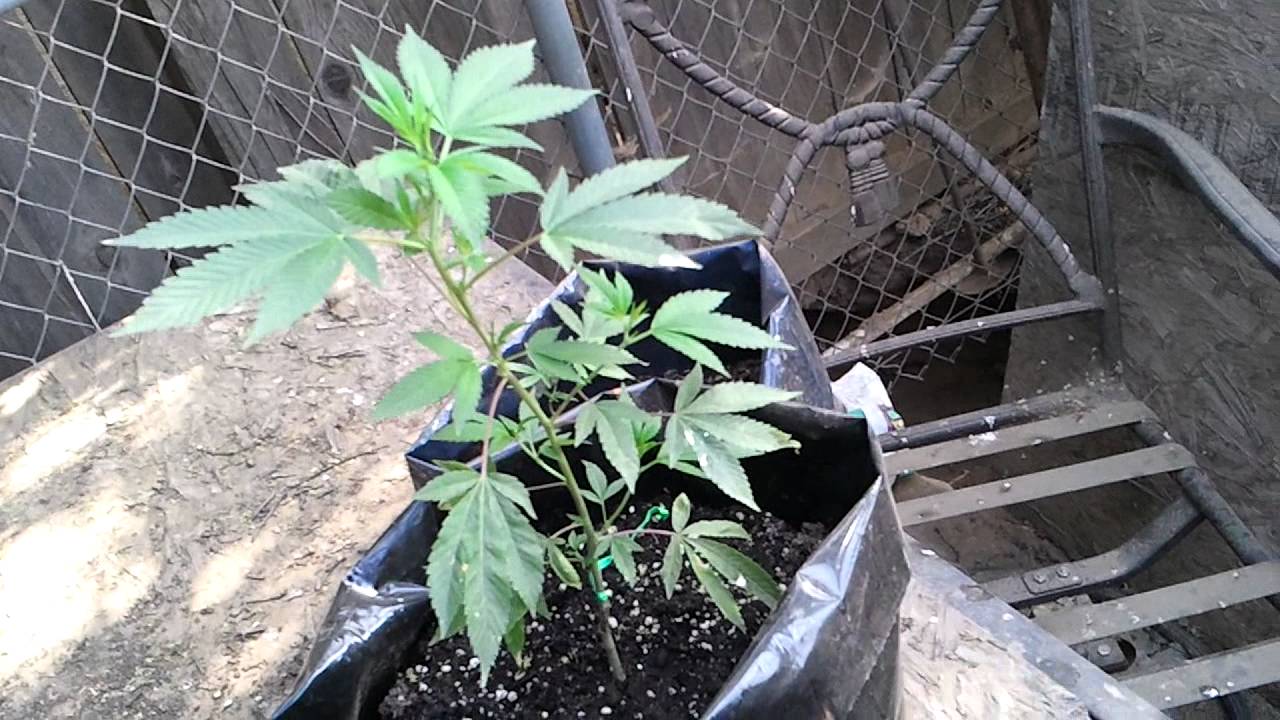 Outdoor Grow 2012: Skywalker Og Kush