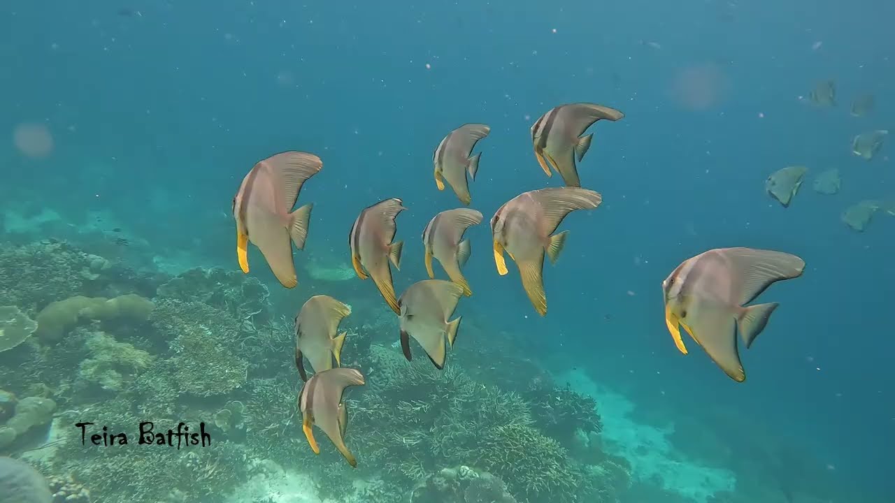 Snorkeling in Raja Ampat April 2025