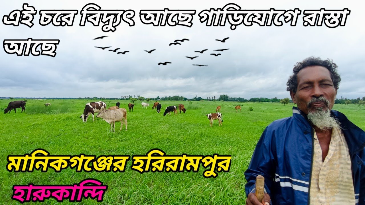 ১০০ টাকা শতাংশ জমি এই চরে শহরের মতো সুবিধা আছে তবু কেন এত সস্তা জমির দাম village life in Bangladesh