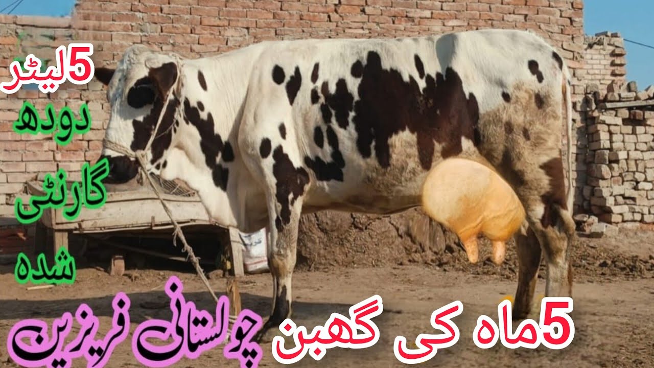 جرسی چولستانی باکھڑی گاۓ برائے فروخت ان پاکستان اینڈ یوٹیوب 17/2/2026#03055692351 