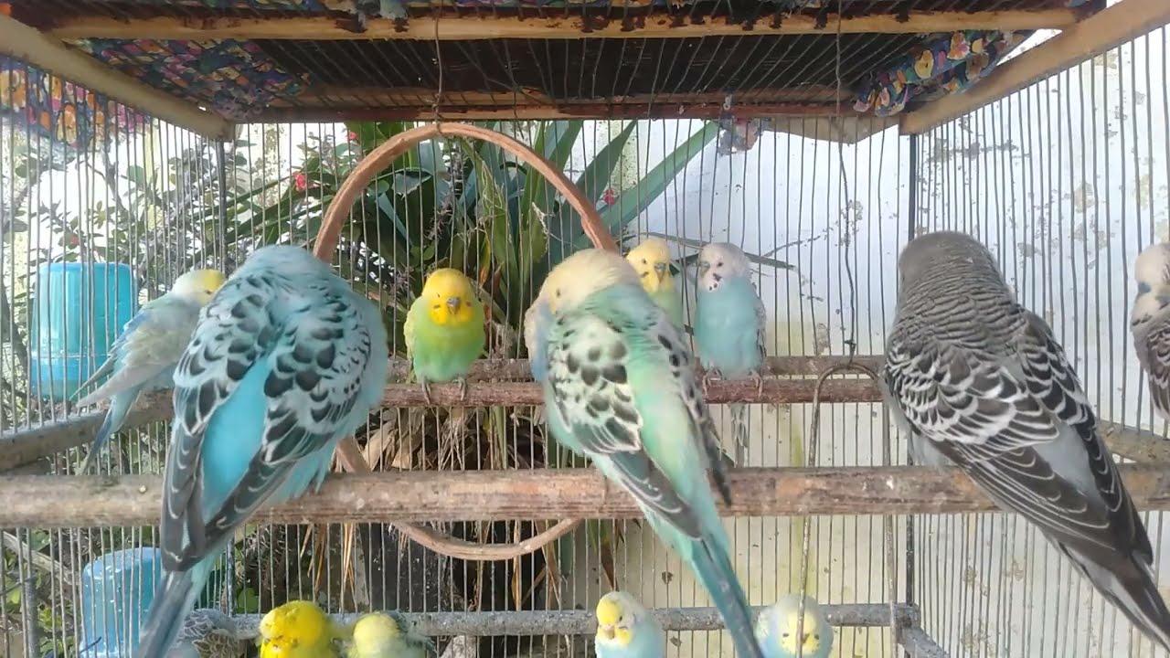 🕊️癒し動画…のはずが！？笑い地獄！！！