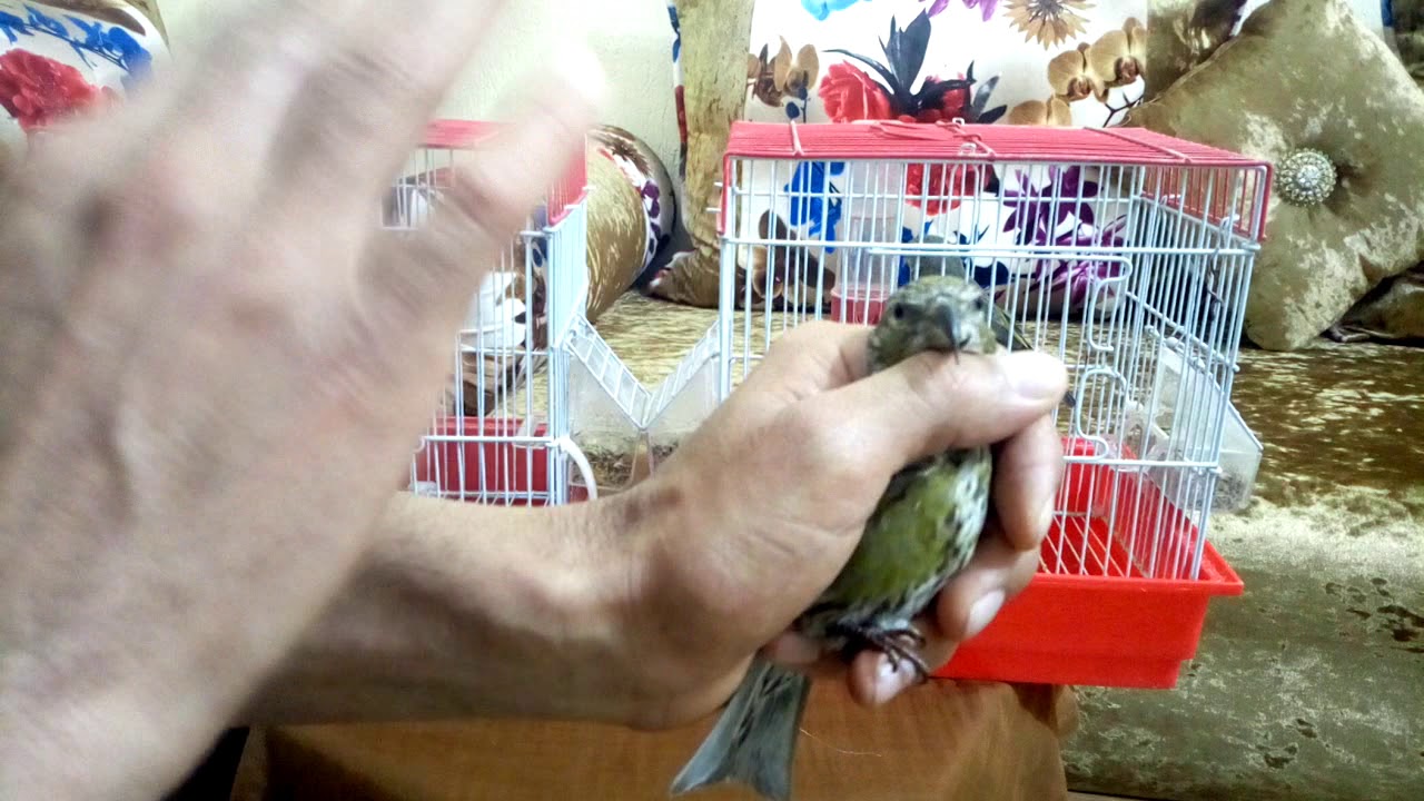 طاءر الهزار ومعرفت الدكر ببعض المواصفات .Red crossibill