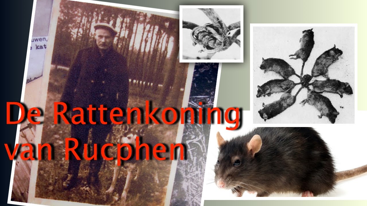 Rattenkoning