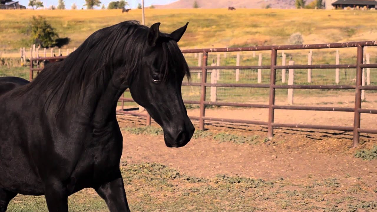 BLACK MAJIK LACE - 2005 Black Arabian Mare - SOLD