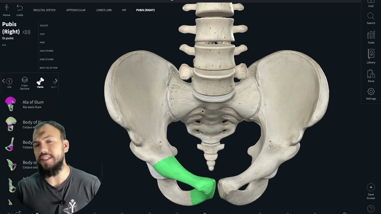 Общая Анатомия Таза. Лекция 15