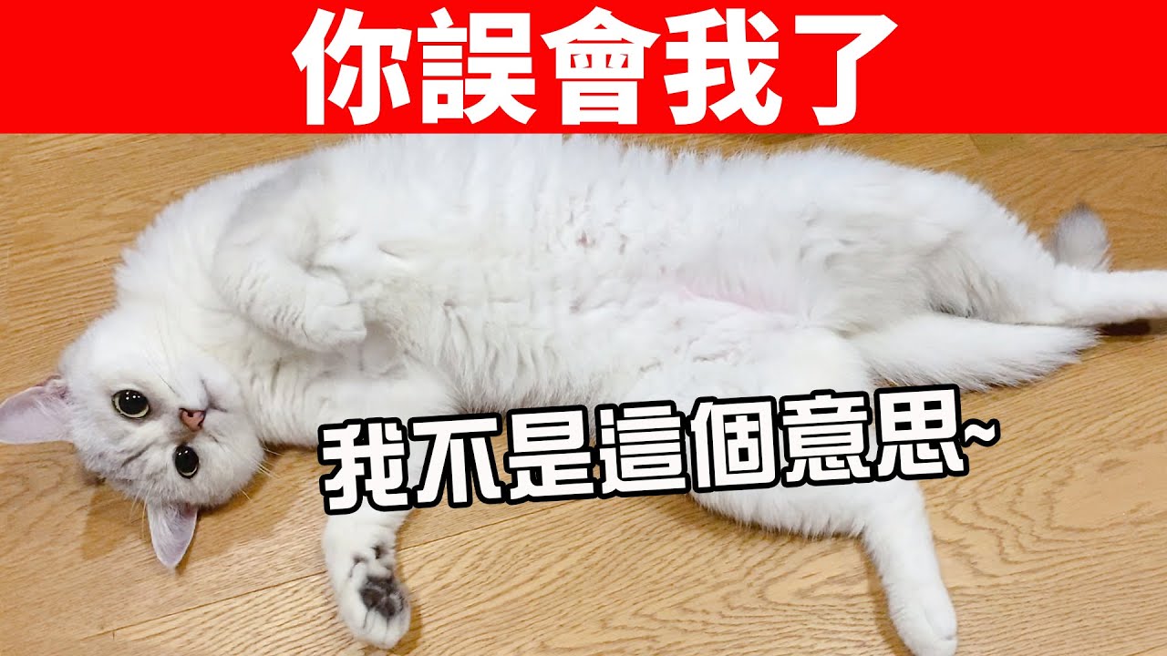 貓容易被誤解的6種行為，你是不是也理解錯了？【貓咪行為學EP10】