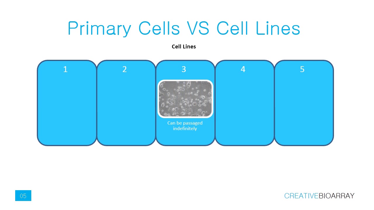 Primary cells culture