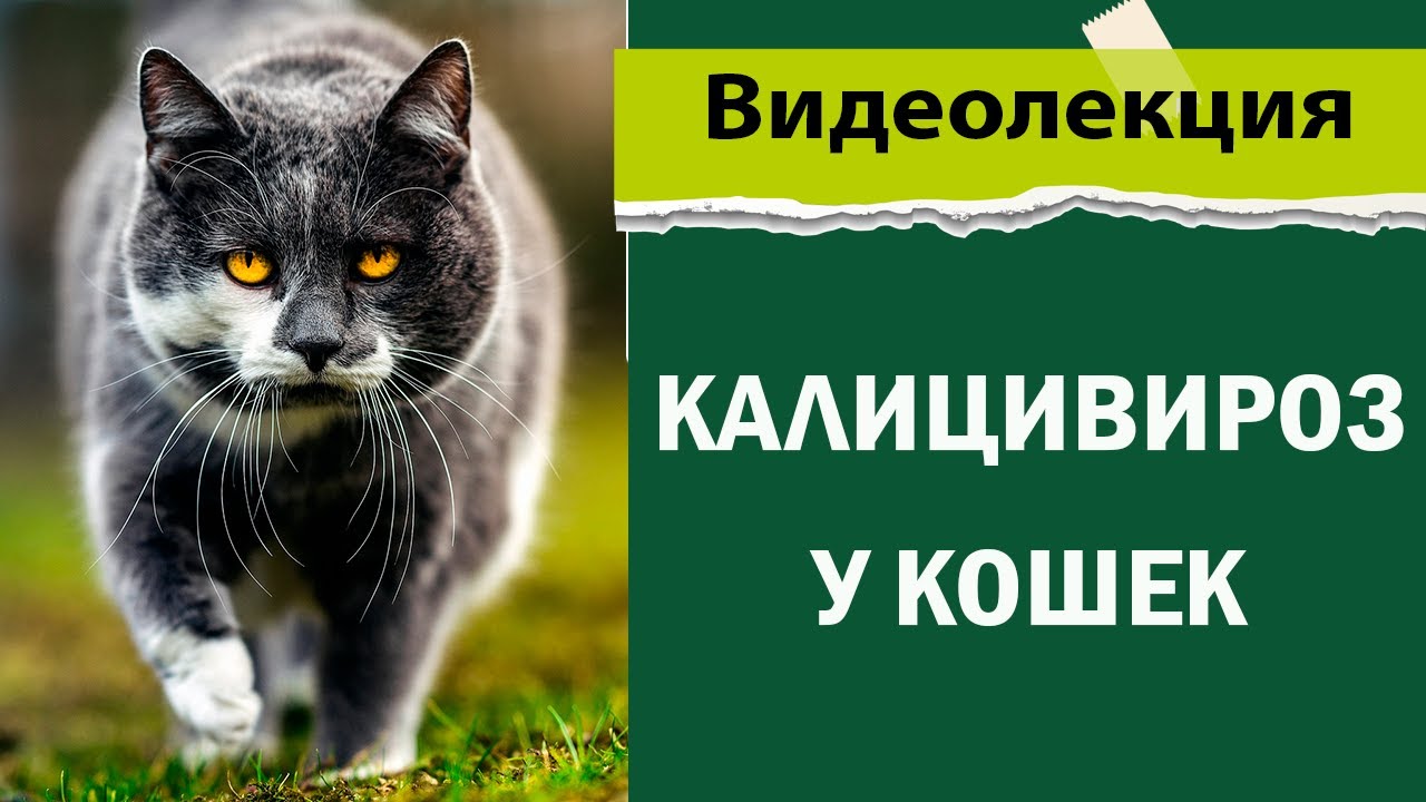 Кальцивироз у кошек