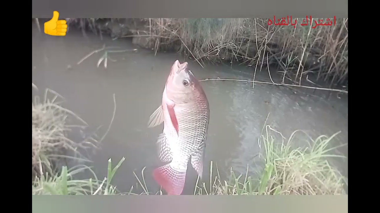 مفيش أحسن من شغل الريمه ( صرف ورى الأراضي) موسم الخير ان شاء الله 👍👍👍👍👍👍