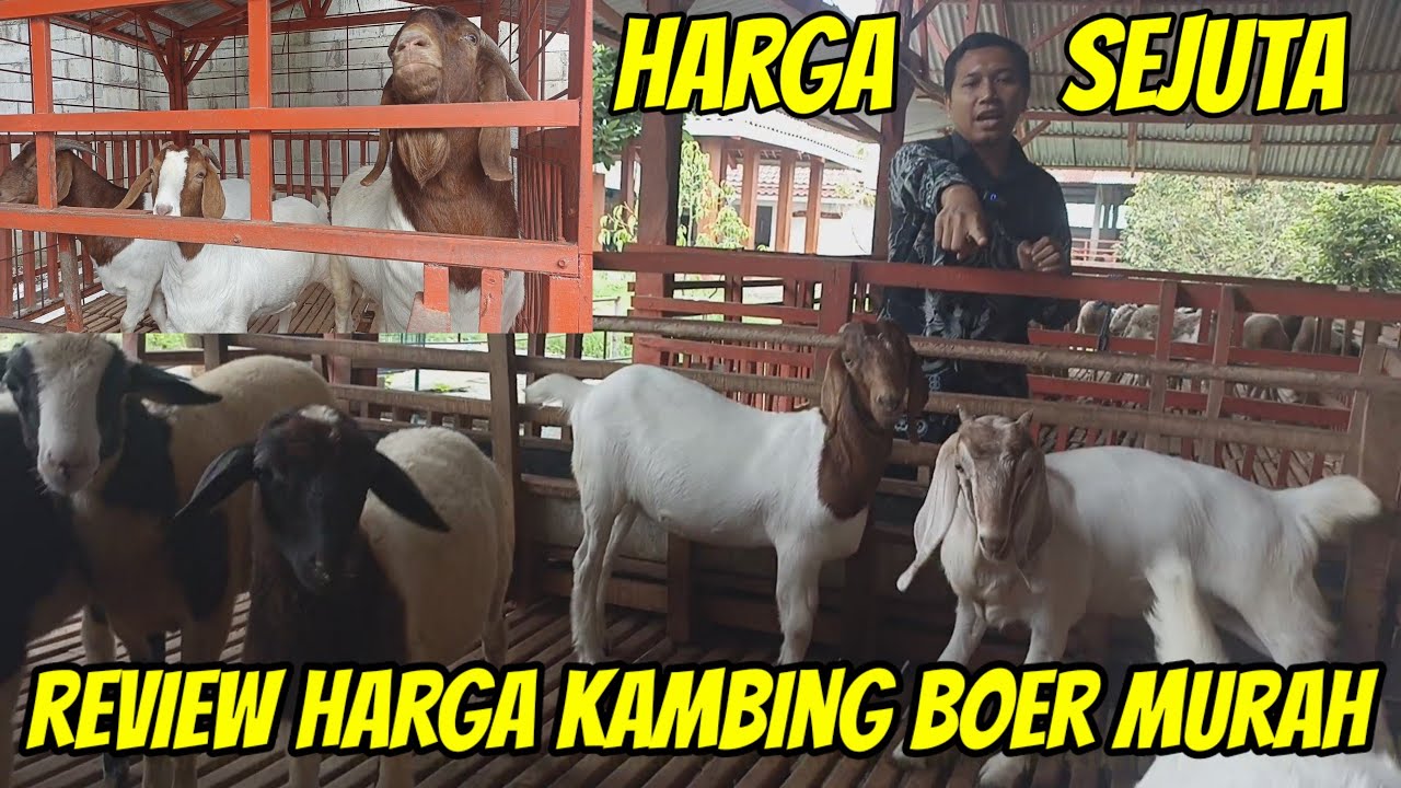 WOW HARGA KAMBING BOER TERBARU DIOBRAL MULAI 1 JUTA DI BAROKAH FARM KEDIRI