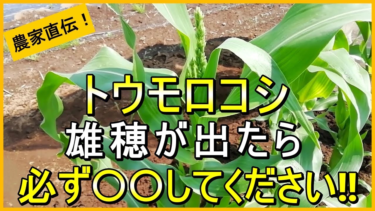 【とうもろこし栽培】2回目の追肥やアワノメイガ対策など重要なお世話を解説【有機農家直伝！無農薬で育てる家庭菜園】　25/5/22