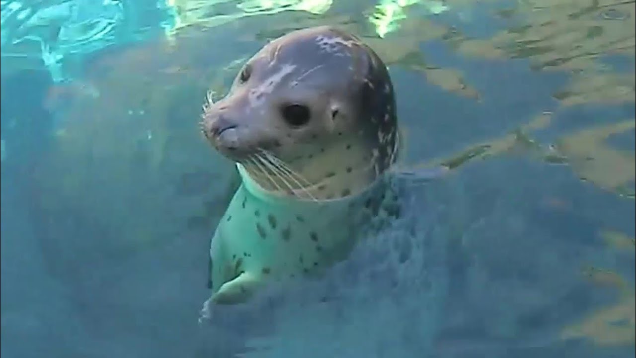 ゴマフアザラシ　Happy Birthday ジェットくん！【城崎マリンワールド】【男鹿水族館GAO】
