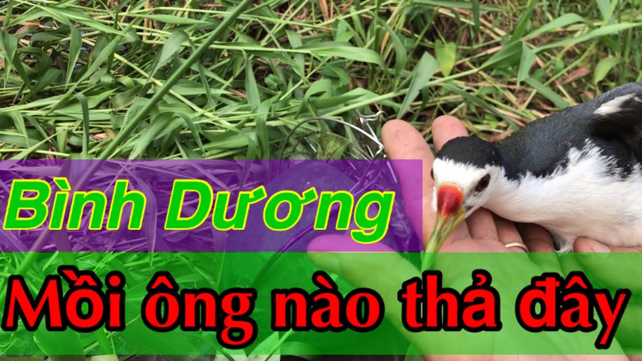 Bẩy Quốc -Cặp quốc ra vô cục 5 lần không đá mồi- líp dành cho Anh Em đam mê mới xem hết líp