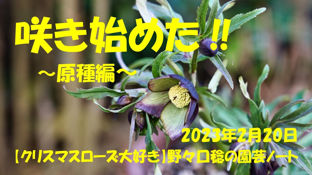 2023.2.20 咲き始めた‼～原種編～
