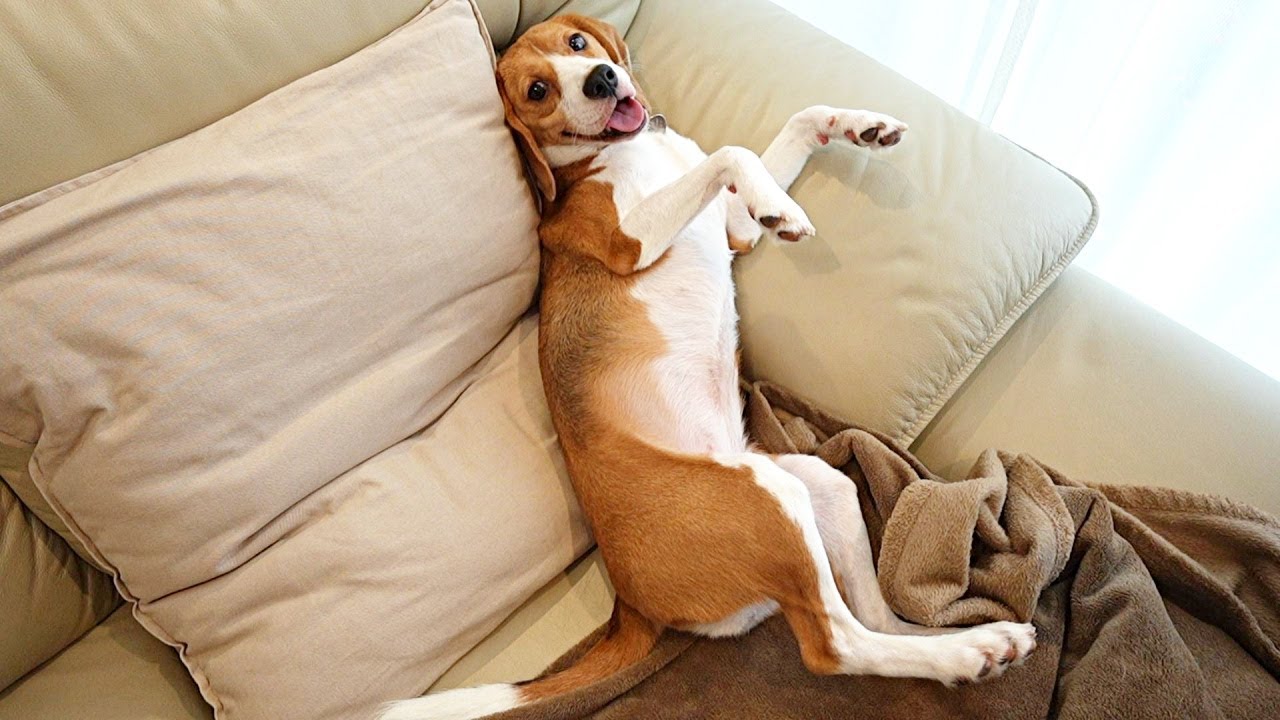 猛暑の休みは愛犬と引きこもるに限りますｗ