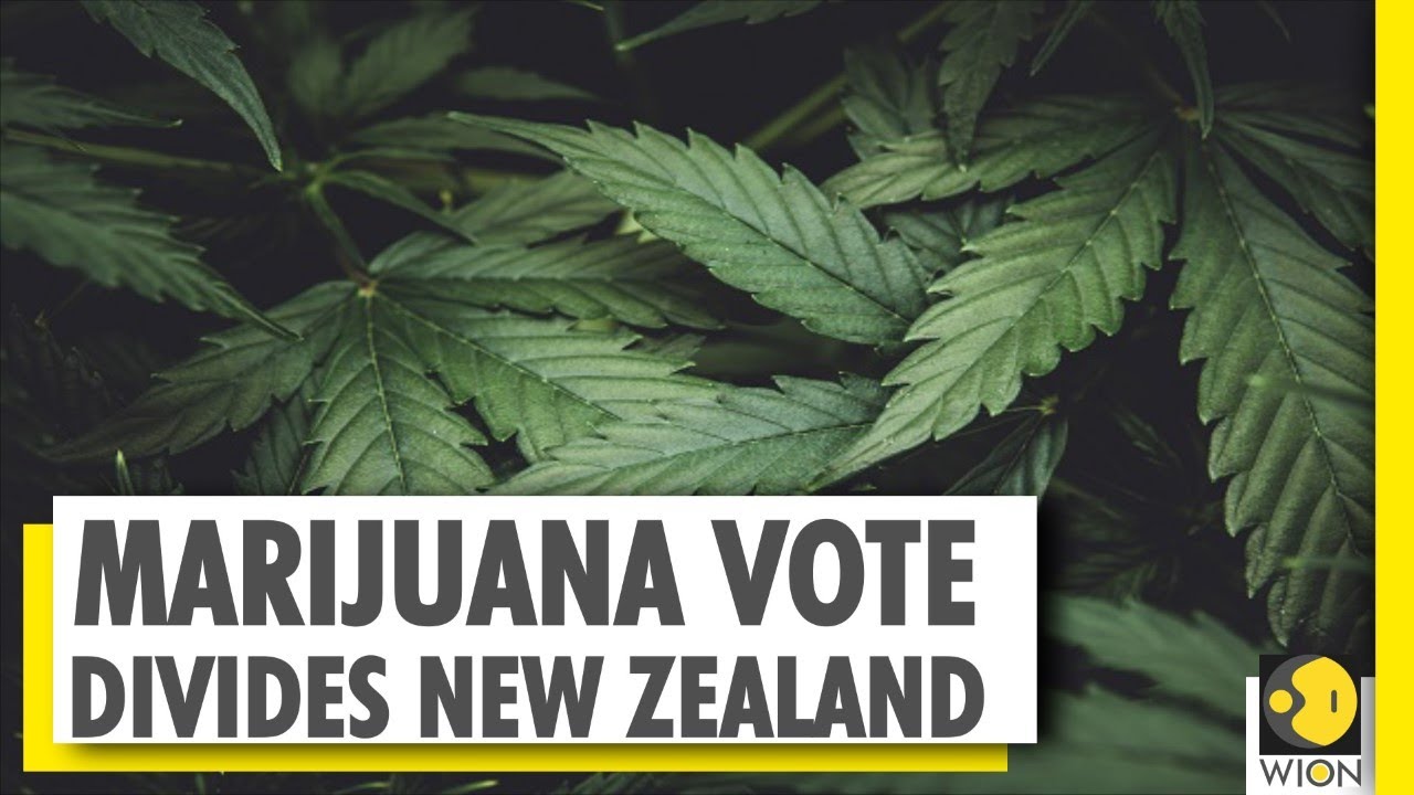 Referendum in New Zealand to legalize Cannabis | World News