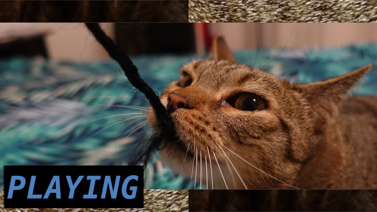 They destroy a gift in seconds and Meme gets frustratet about hunting limits